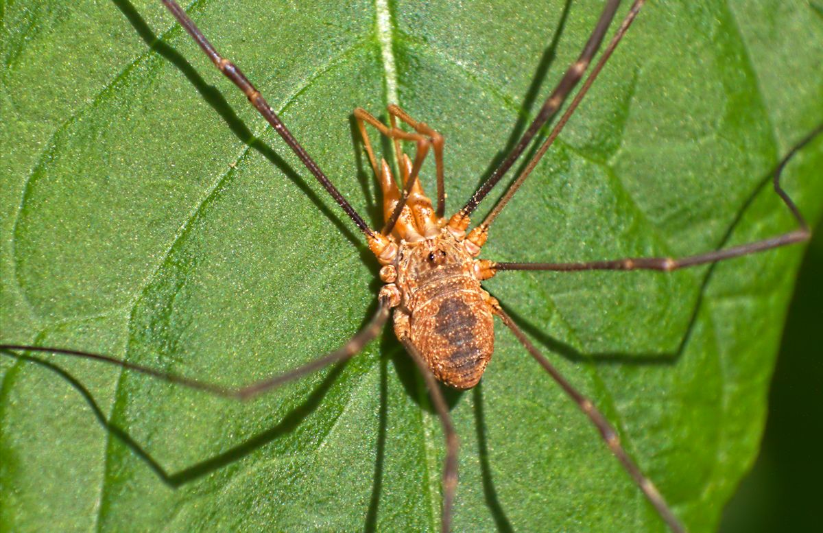 opiliones da identificare